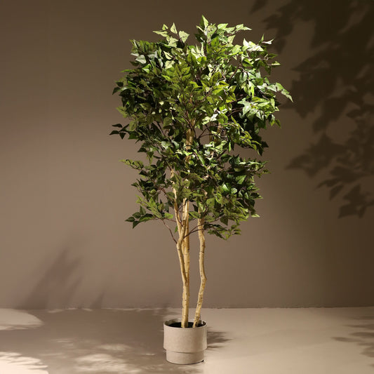 Abedul blanco ignífugo 175 cm