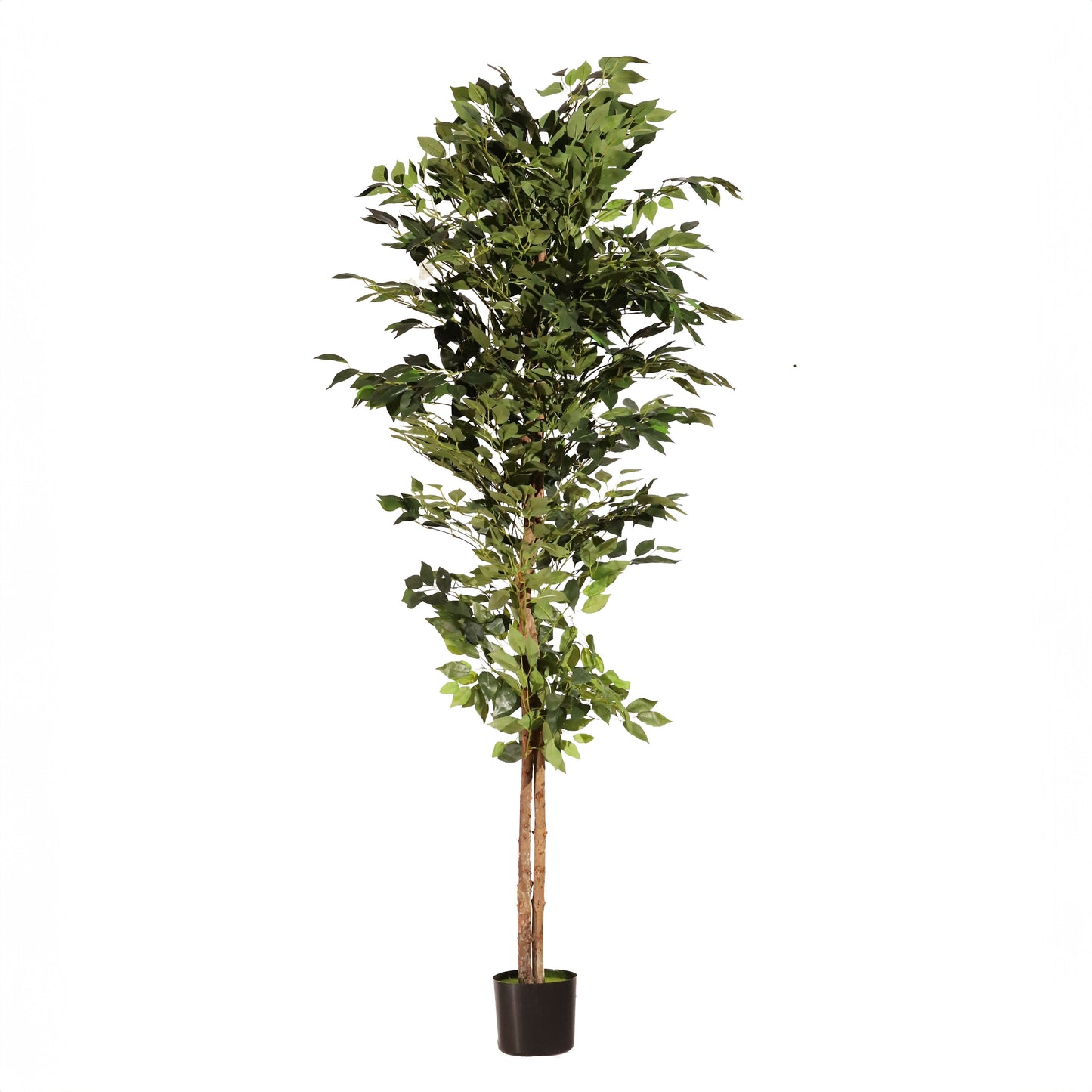 Ficus ignífugo 180 cm