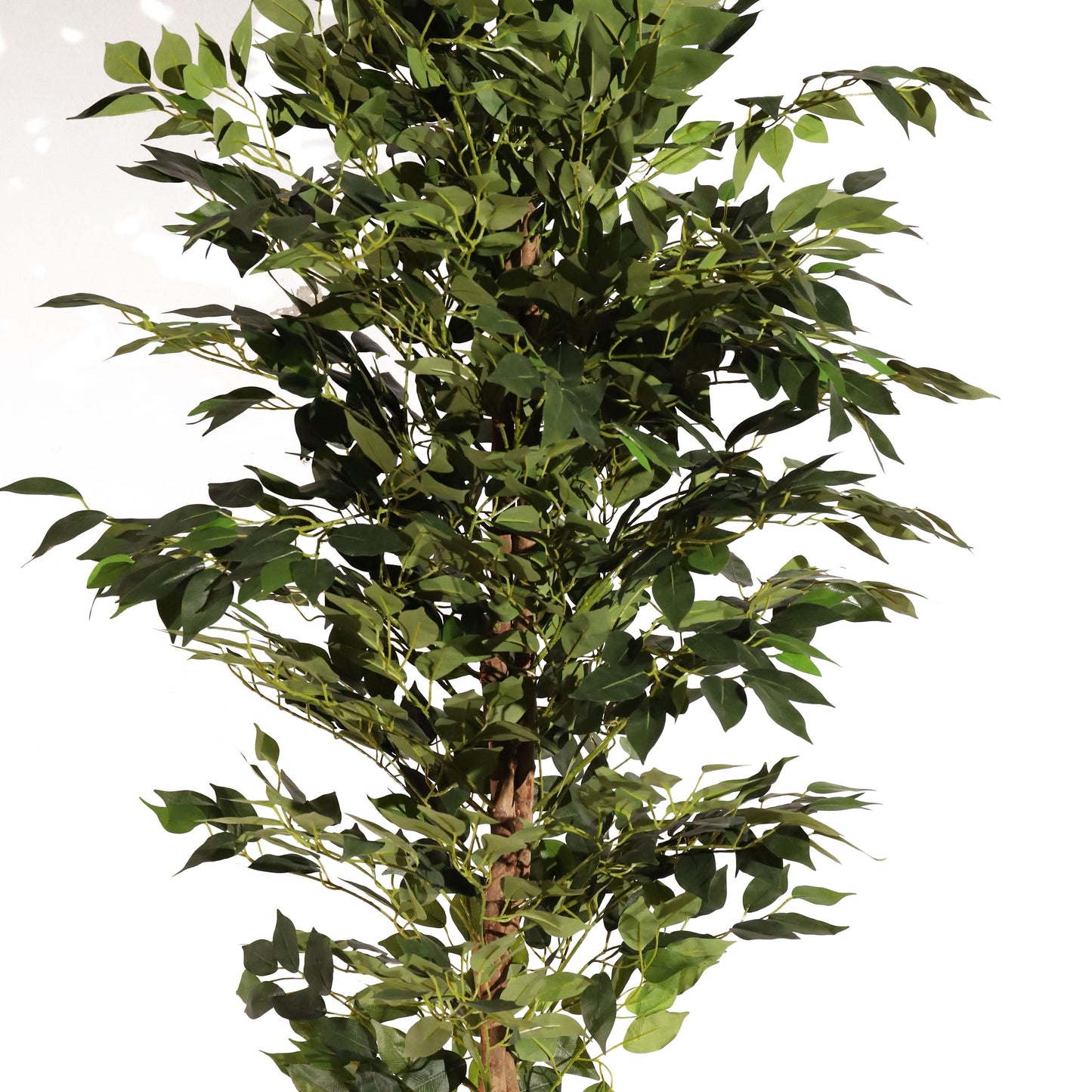 Ficus ignífugo 180 cm