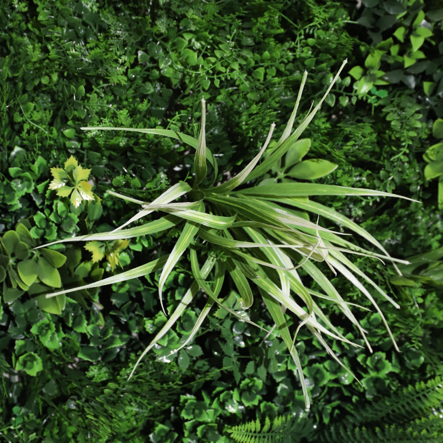 Subtropical