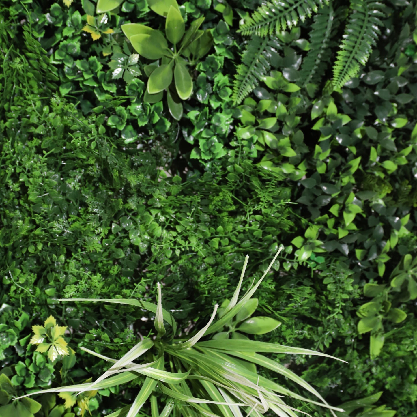 Subtropical