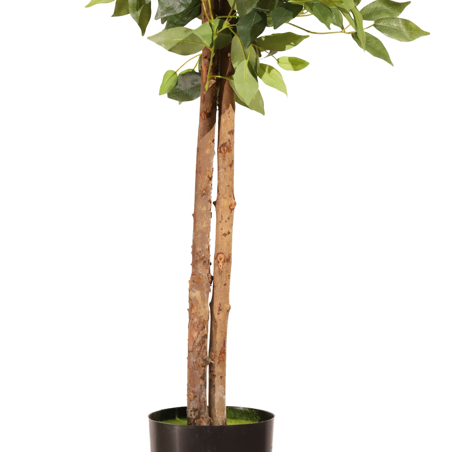 Ficus ignífugo 180 cm