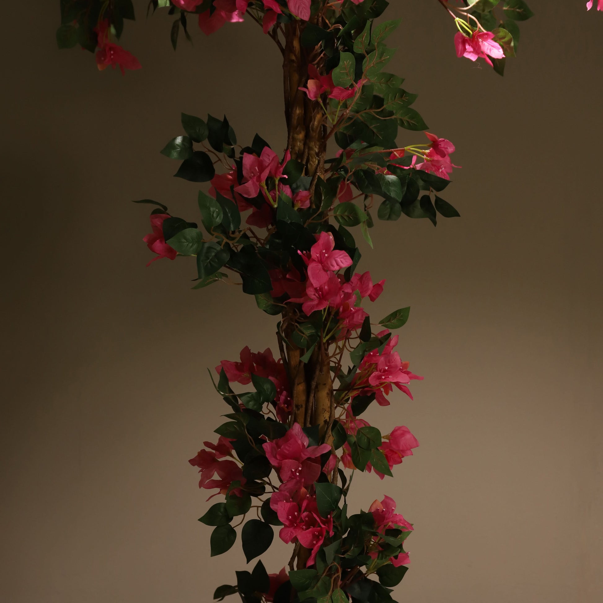 Buganvilla trenzada 185 cm