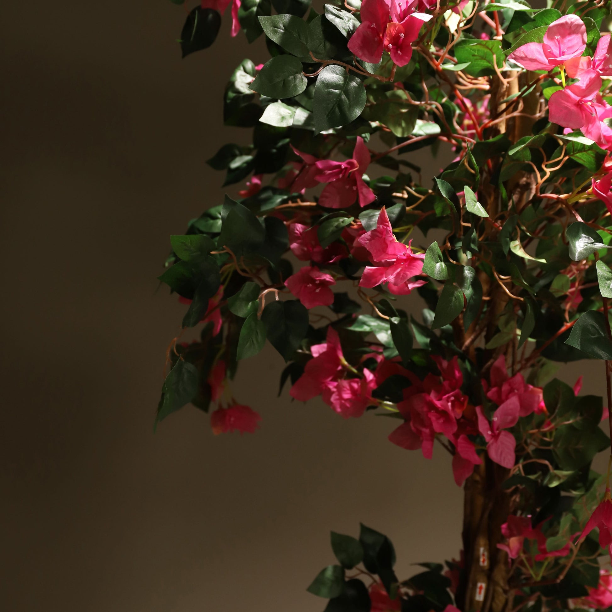 Buganvilla trenzada 185 cm