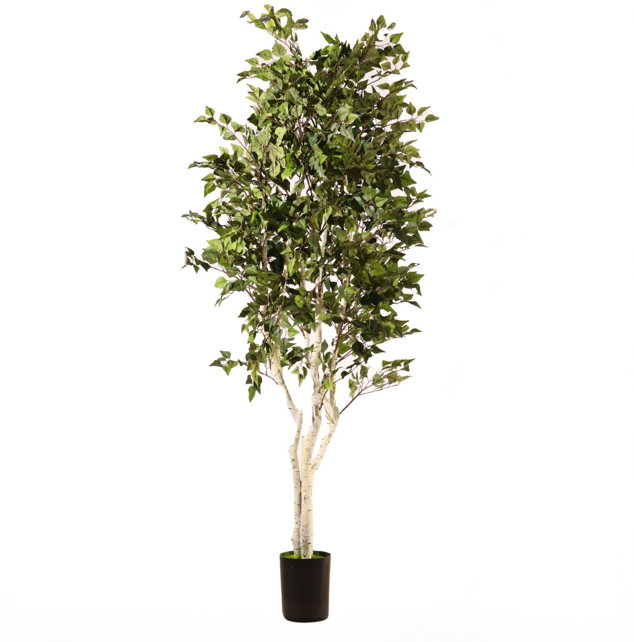 Abedul blanco ignífugo 210 cm