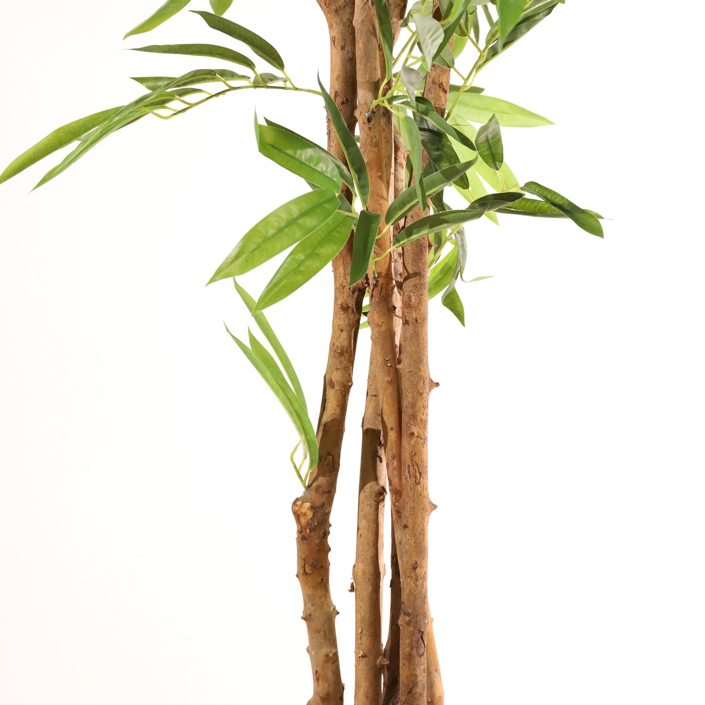 Árbol drácena 153 cm
