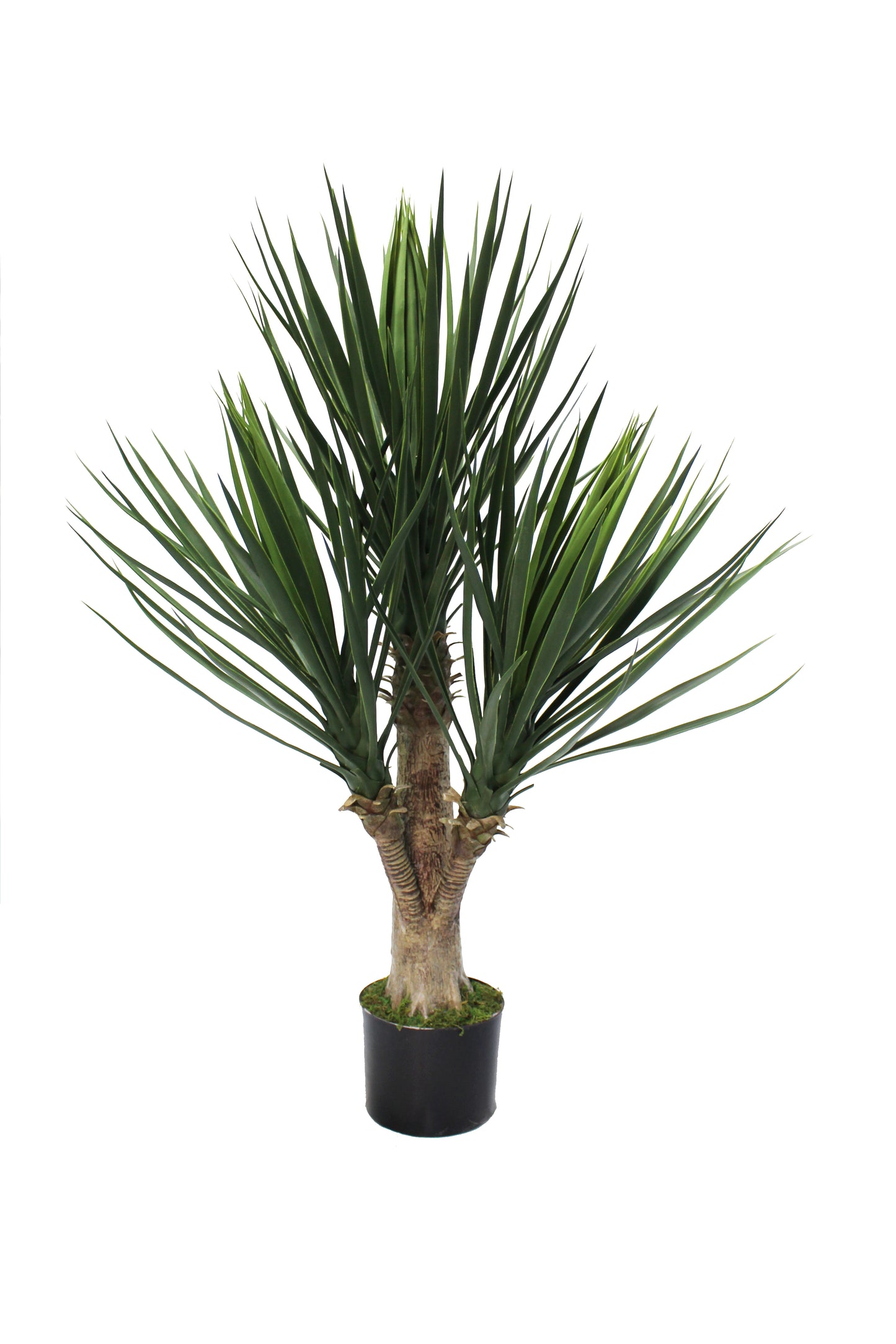 Yuca premium 80 cm