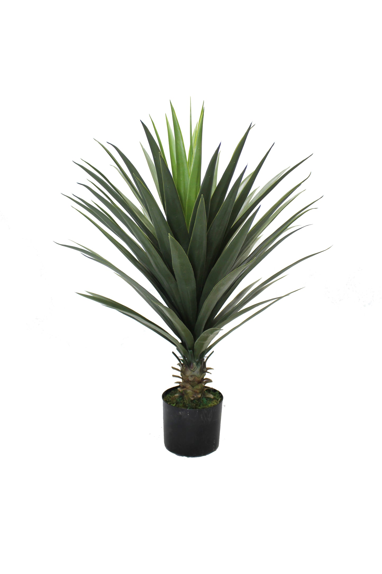 Yuca 80cm