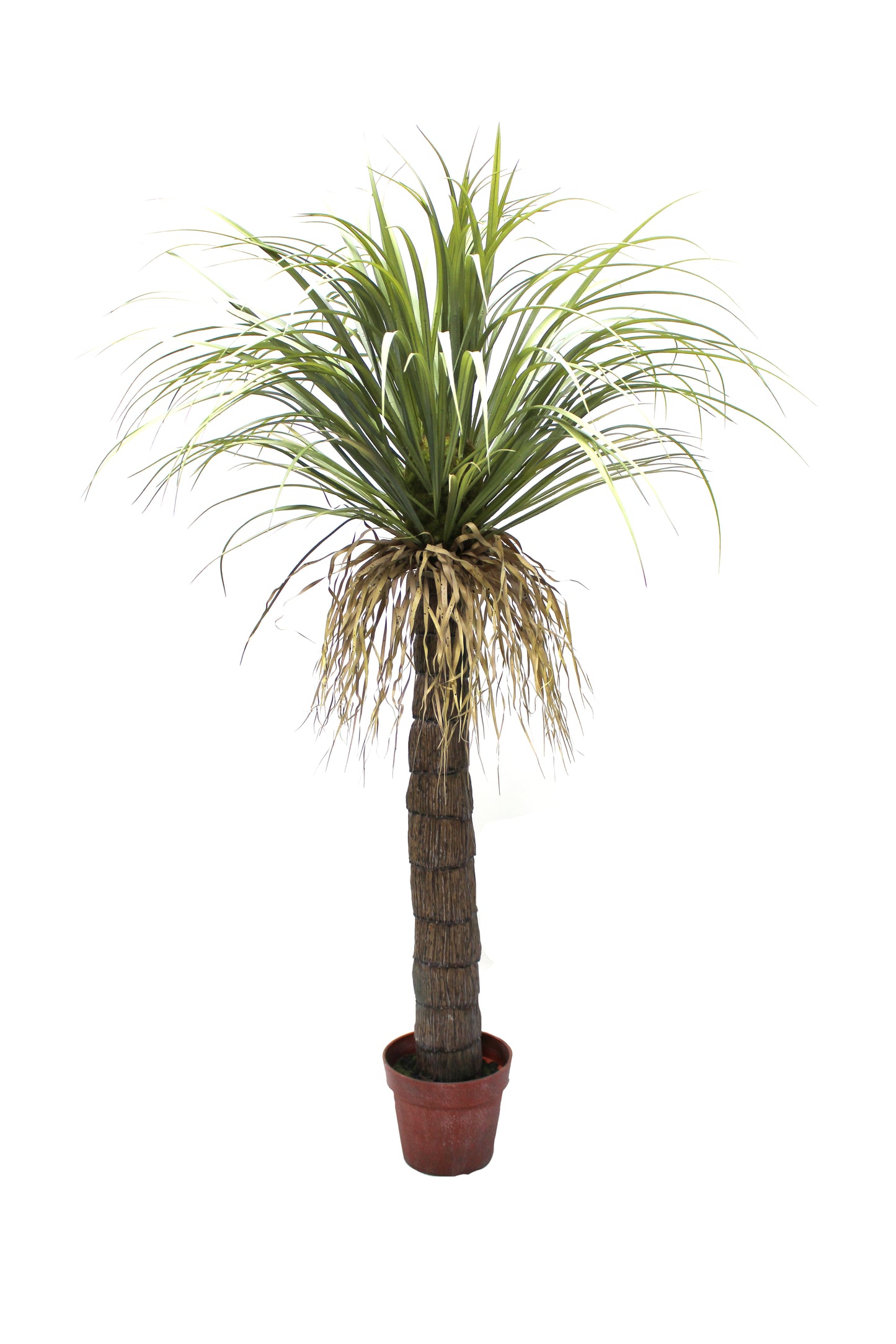 Drácena tropical 150 cm