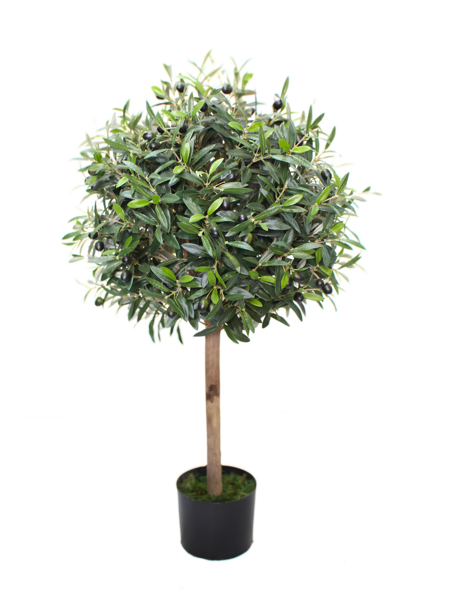 Olivo Aura 90 cm
