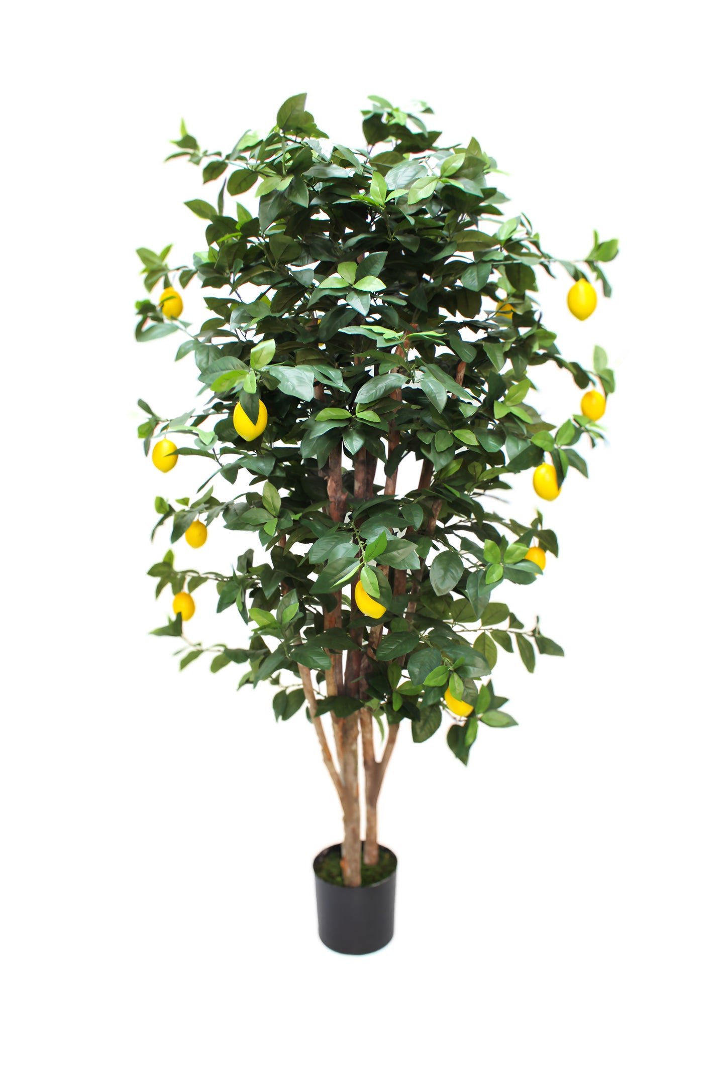 Limonero 180 cm