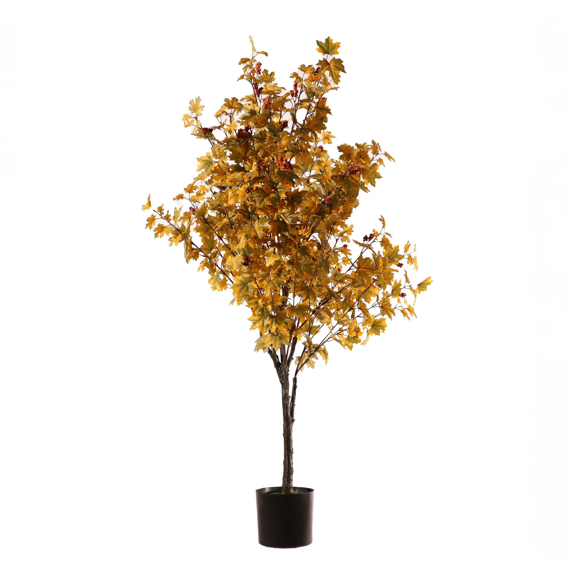 Arce amarillo 160 cm