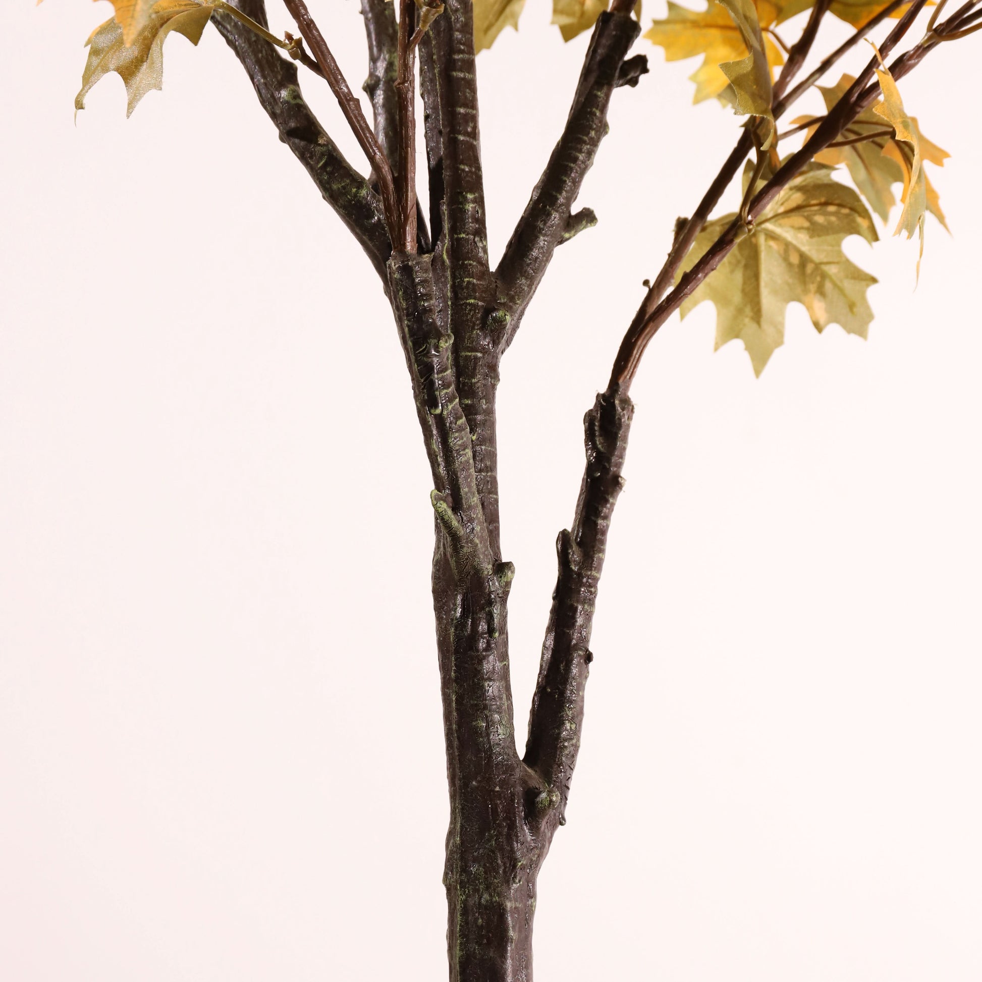 Arce amarillo 160 cm