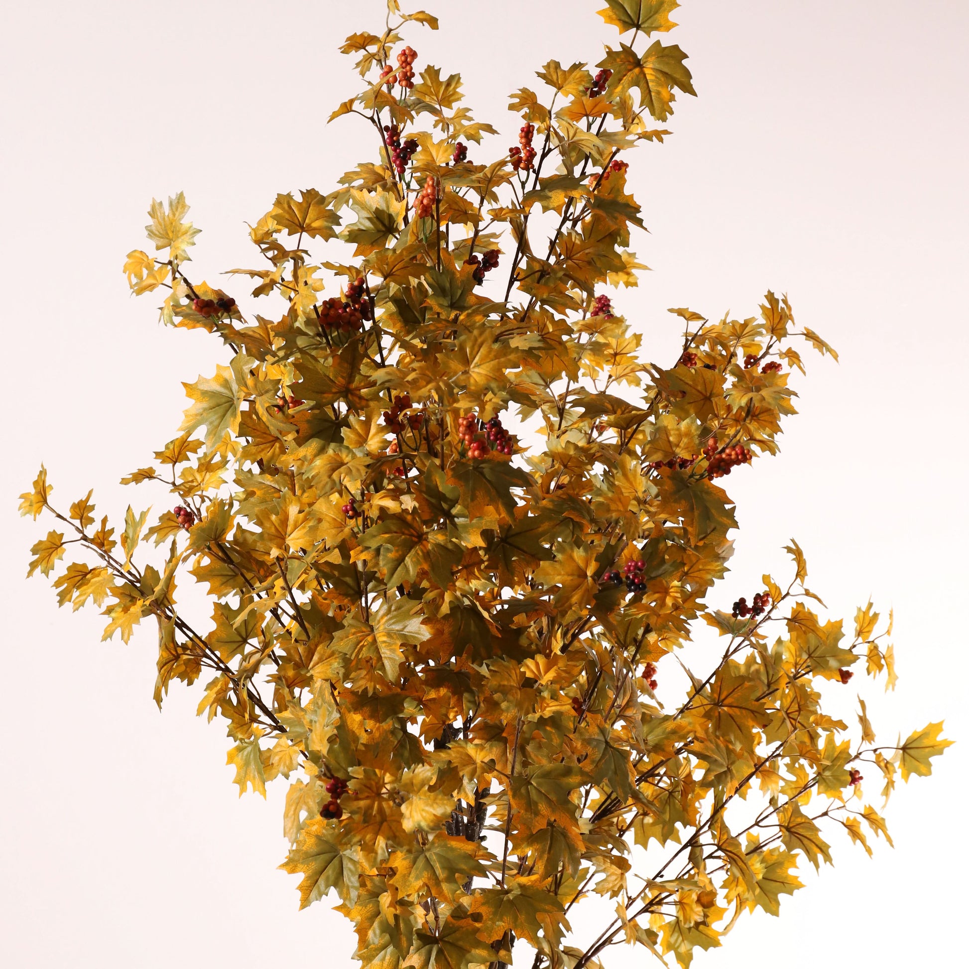 Arce amarillo 160 cm