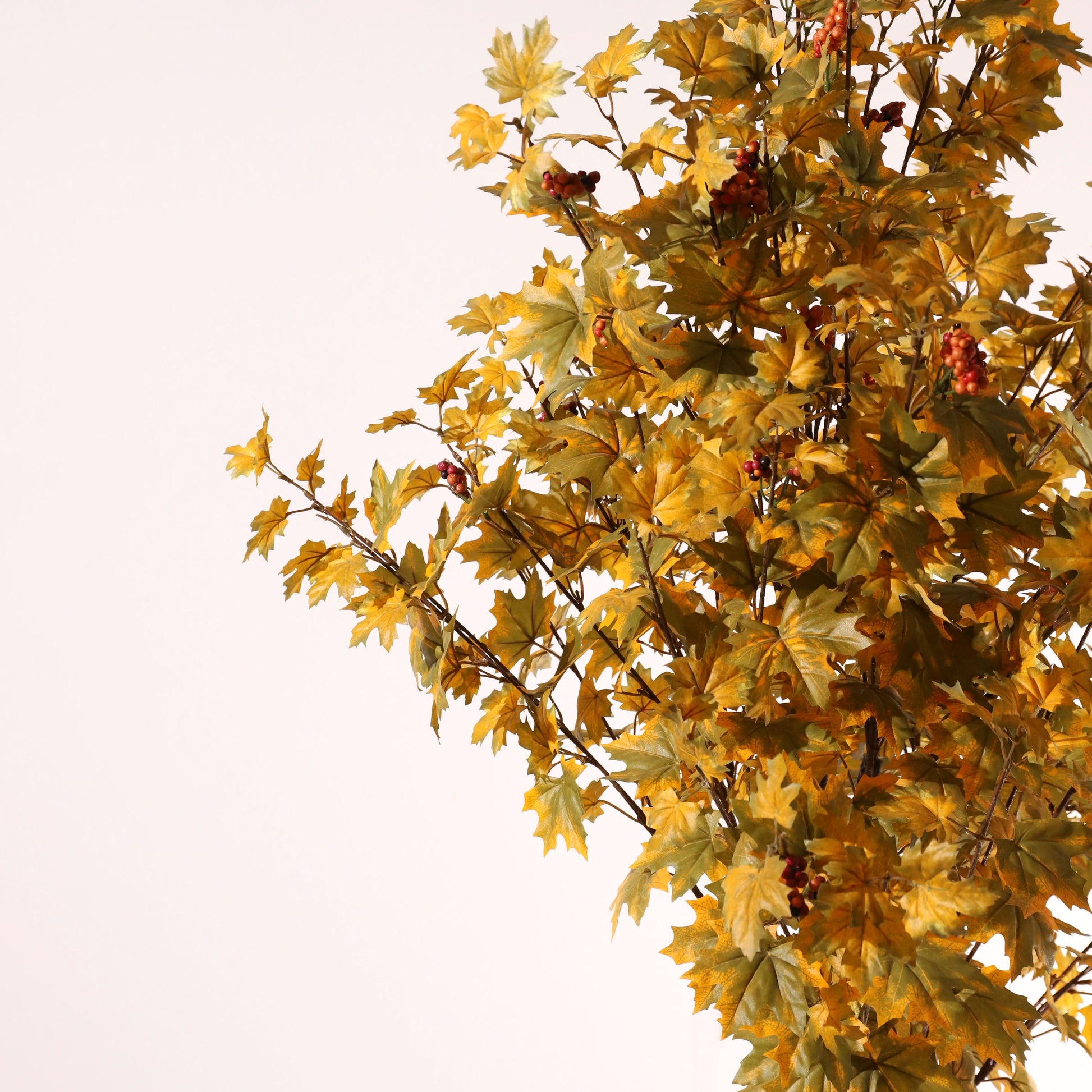 Arce amarillo 160 cm