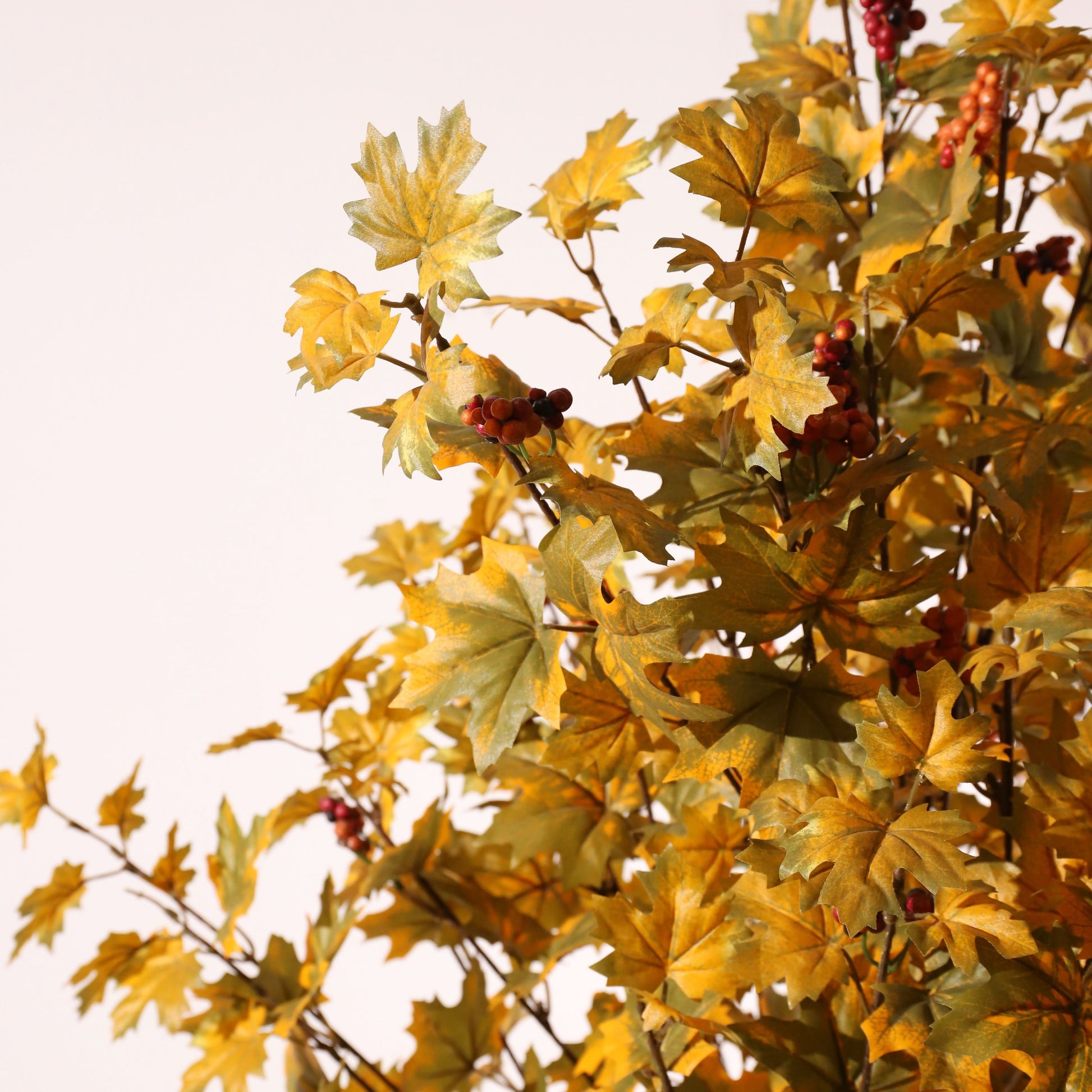 Arce amarillo 160 cm