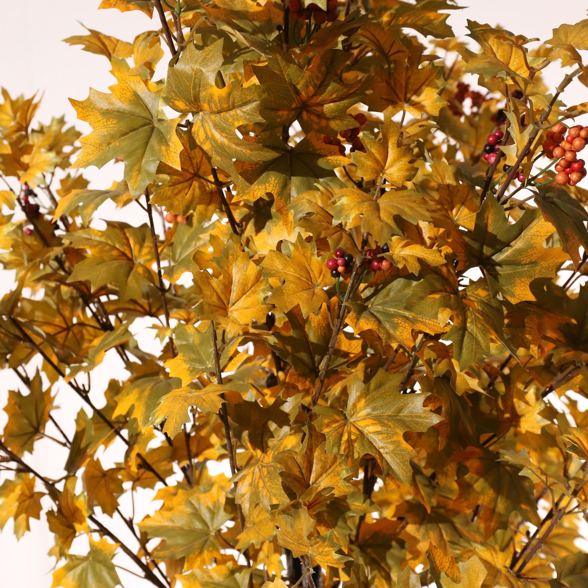 Arce amarillo 160 cm