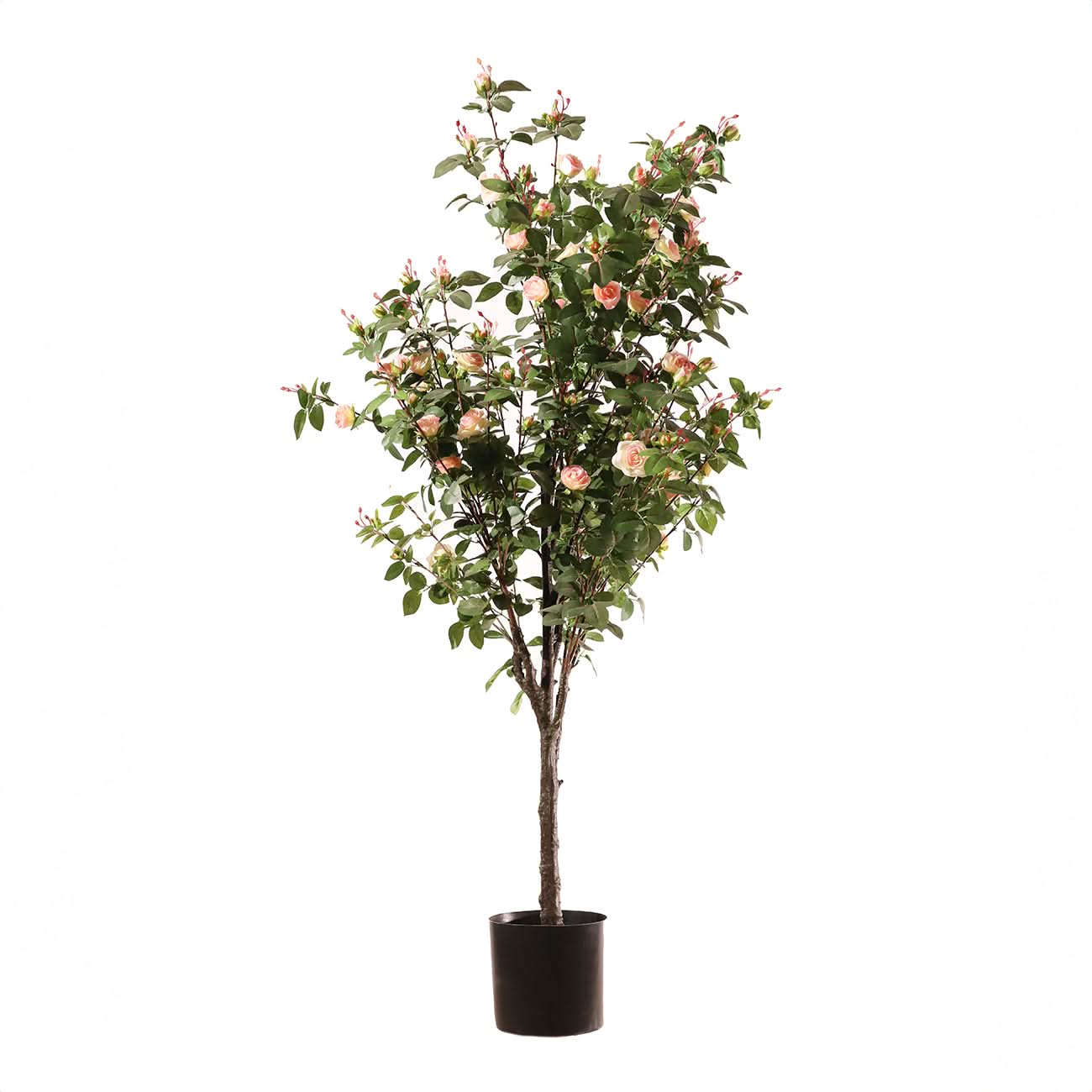 Rosal rosa claro 160 cm