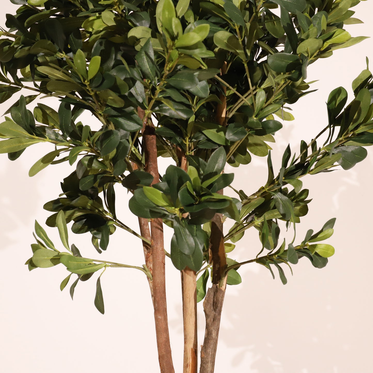 Azarero 120cm