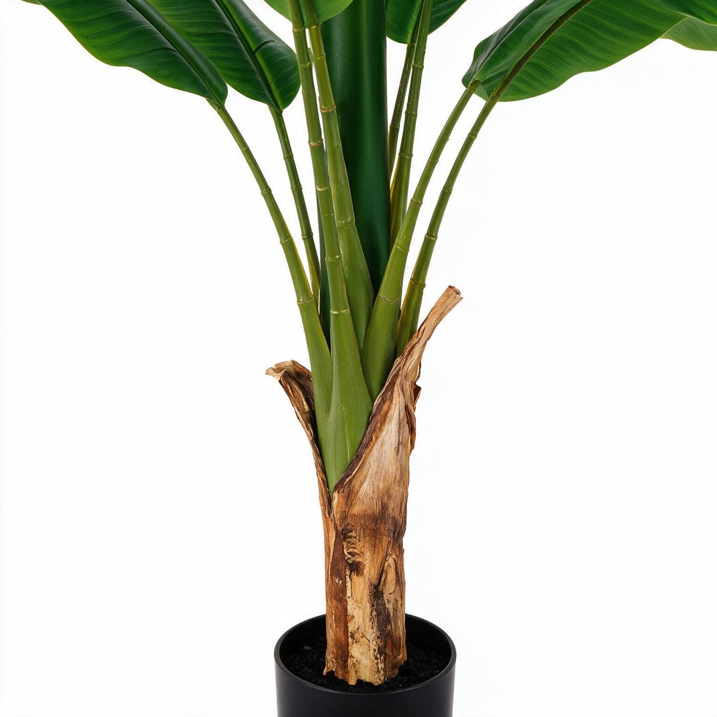 Bananera 120 cm