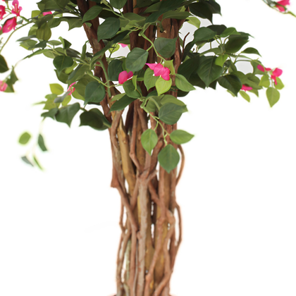 Buganvilla 120 cm