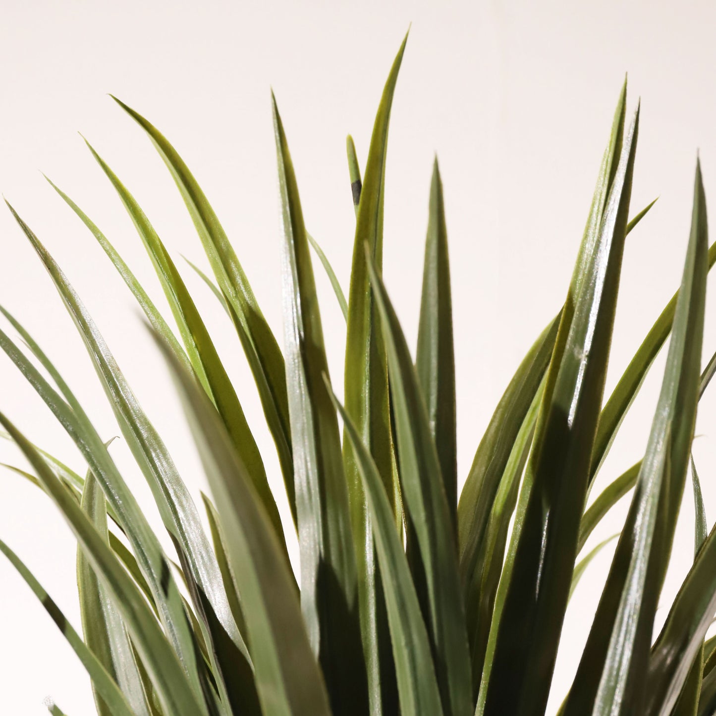 Dracaena 200 cm