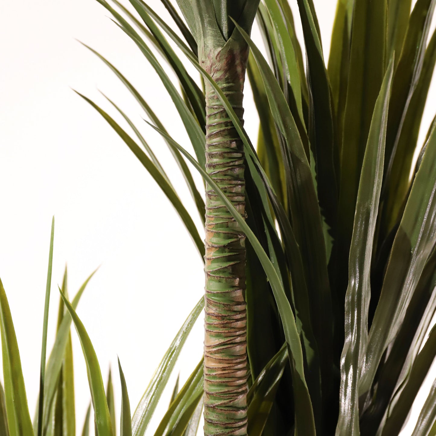 Dracaena 200 cm