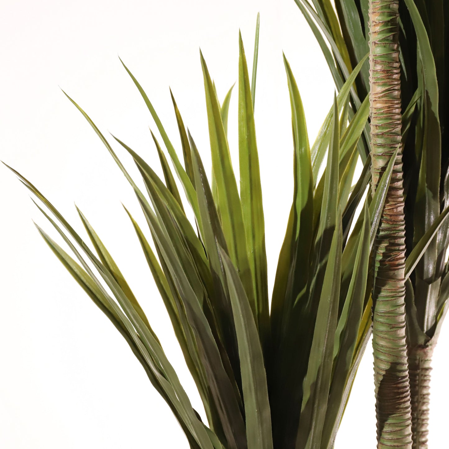 Dracaena 200 cm