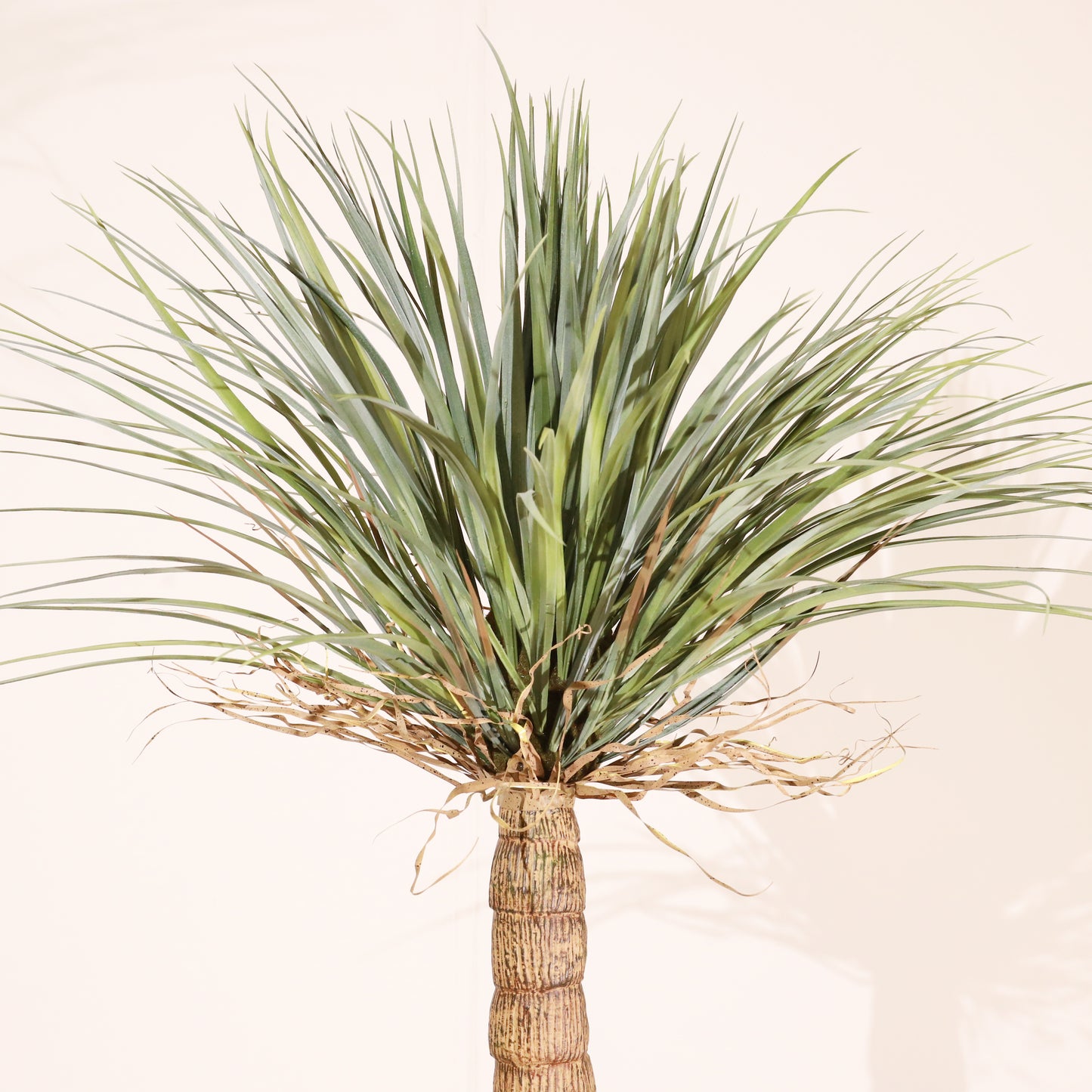 Drácena tropical 150 cm