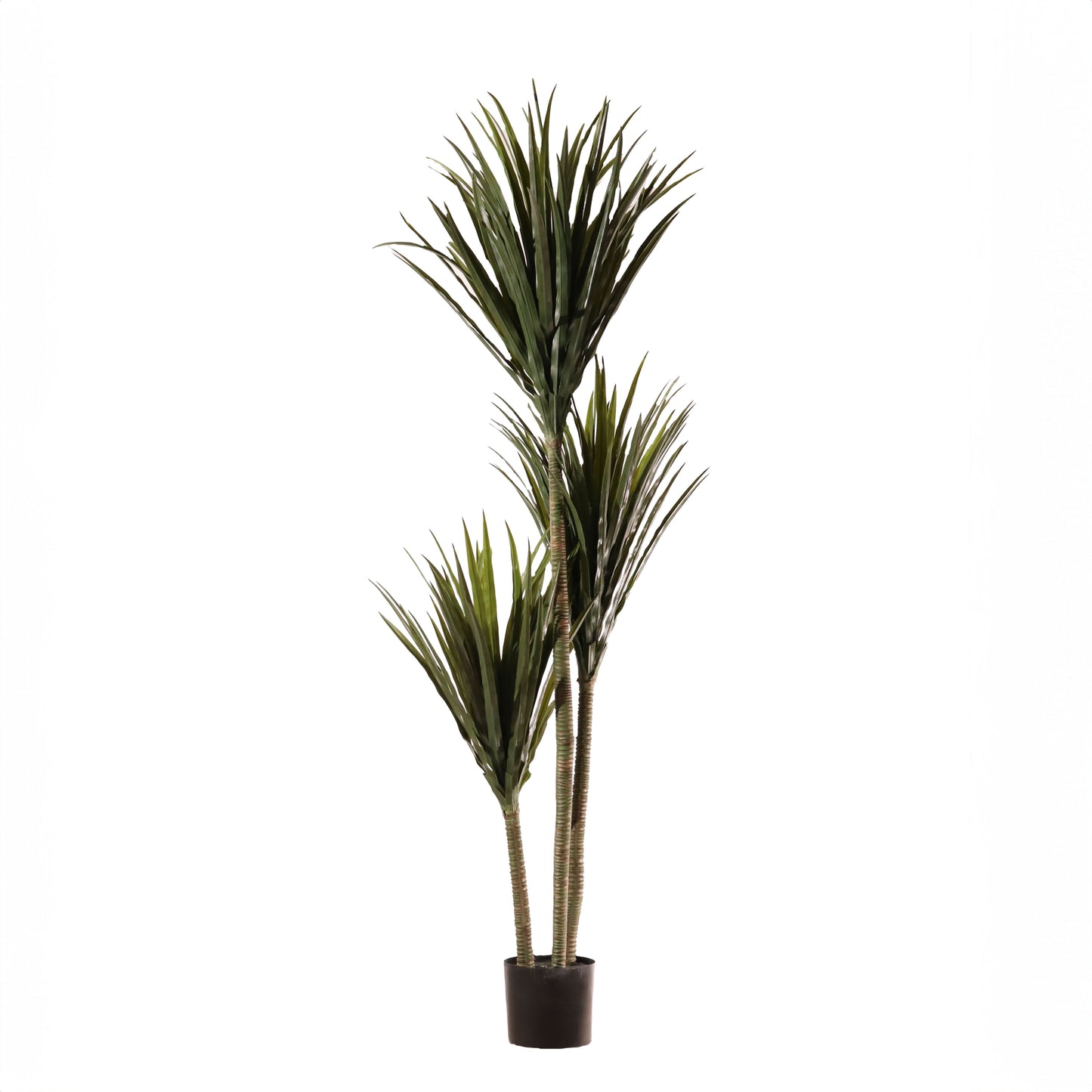 Dracaena 200 cm