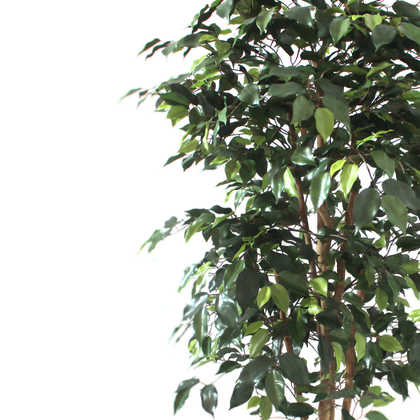 Ficus 150cm