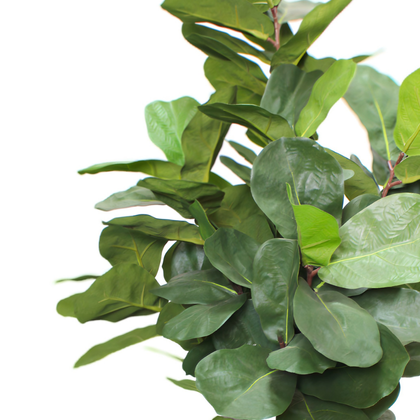 Ficus lyrata 100cm