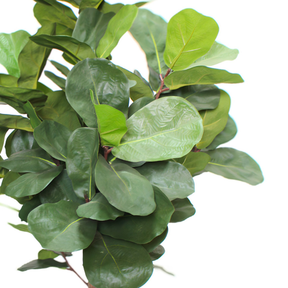 Ficus lyrata 100cm