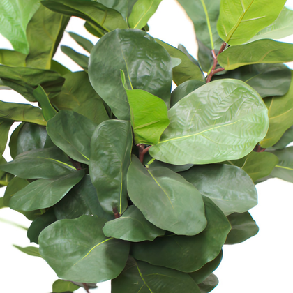 Ficus lyrata 100cm