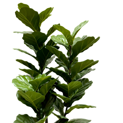 Ficus lyrata 135 cm