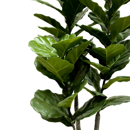 Ficus lyrata 135 cm