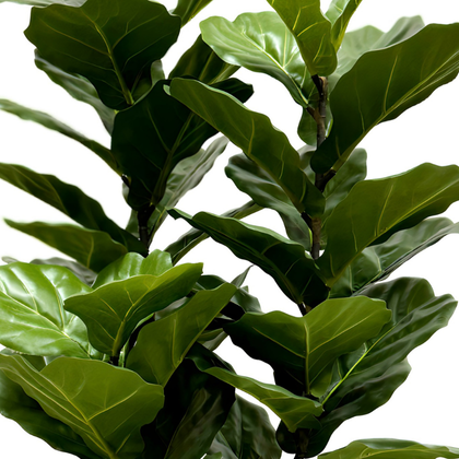 Ficus lyrata 135 cm