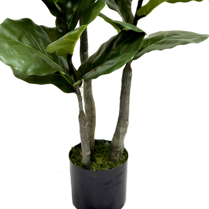 Ficus lyrata 135 cm