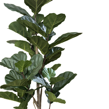 Ficus lyrata 180cm