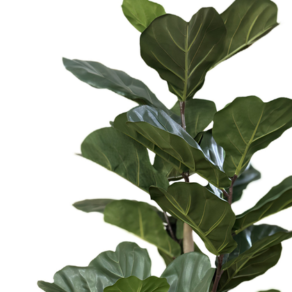 Ficus lyrata 180cm