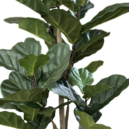 Ficus lyrata 180cm