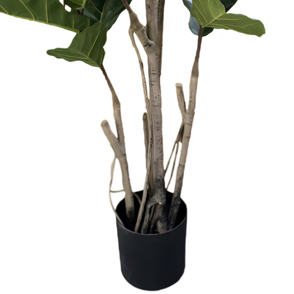Ficus lyrata 180cm