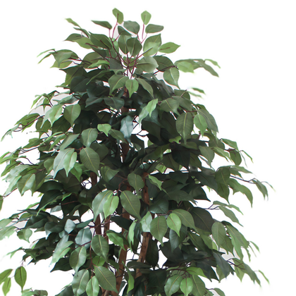 Ficus matizado 180cm