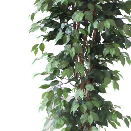 Ficus matizado 180cm