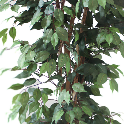 Ficus matizado 180cm