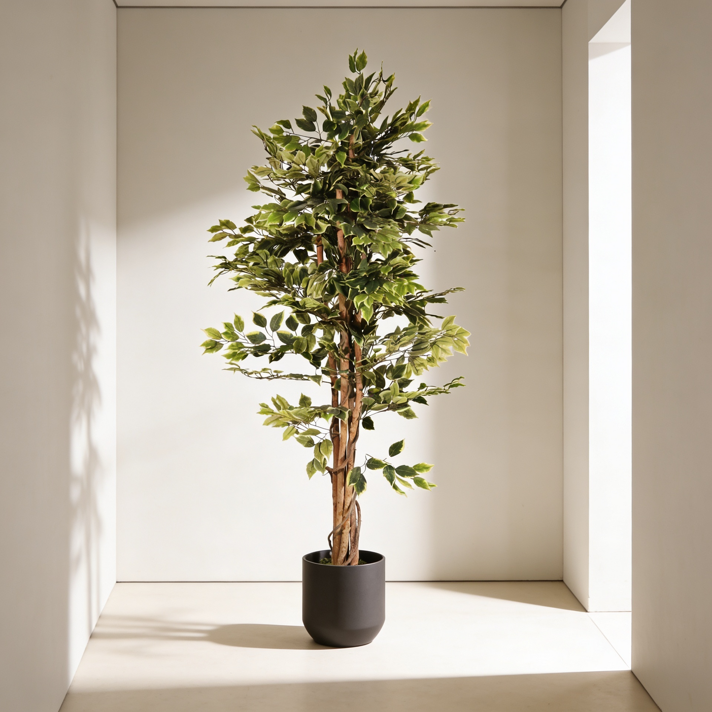 Ficus matizado 180cm