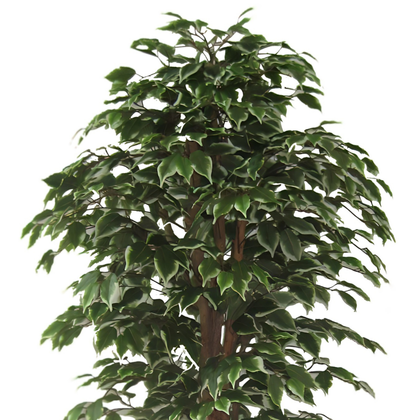 Ficus verde 180 cm