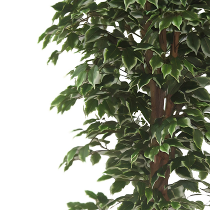 Ficus verde 180 cm