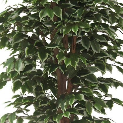 Ficus verde 180 cm