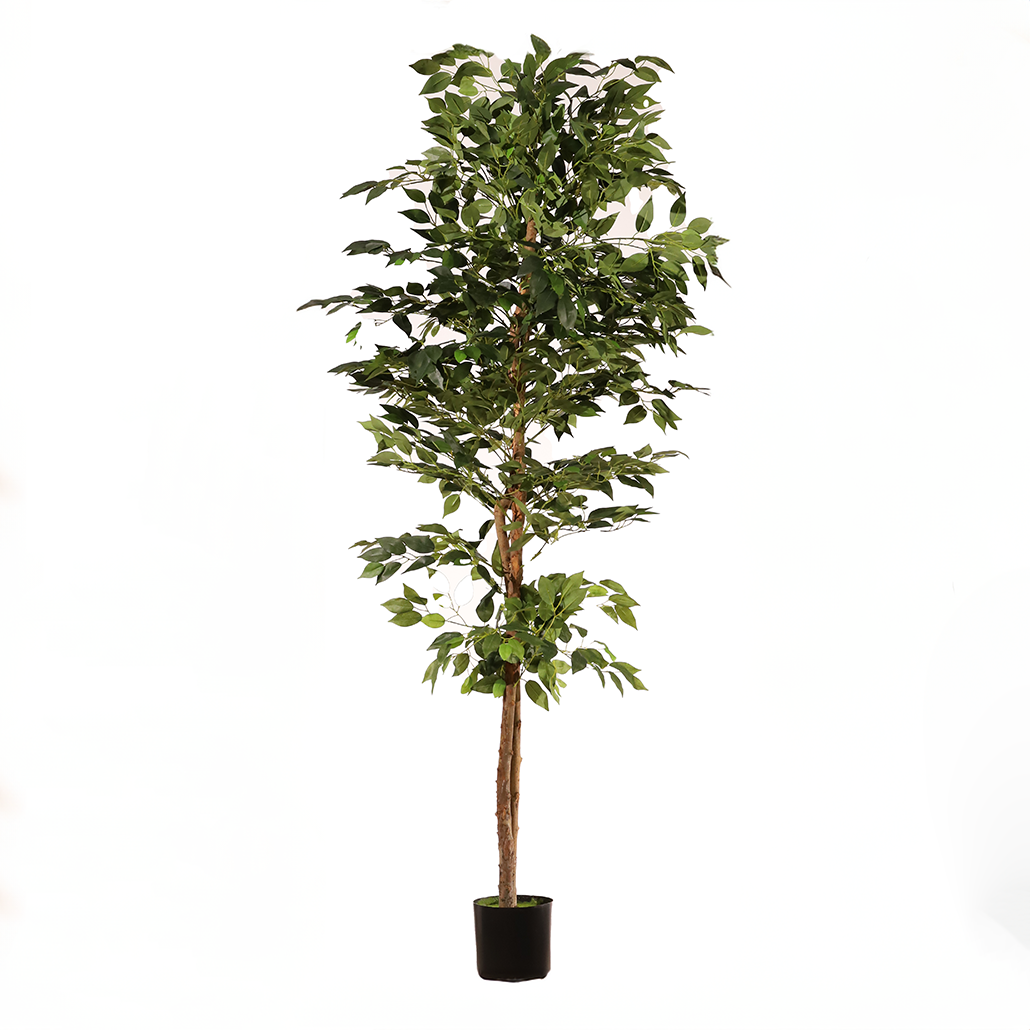 Ficus benjamina 180 cm